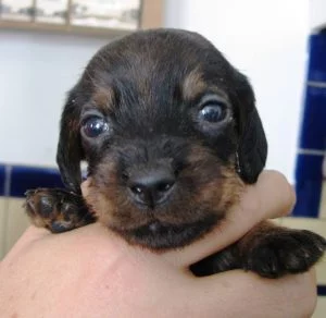 Teckelpup