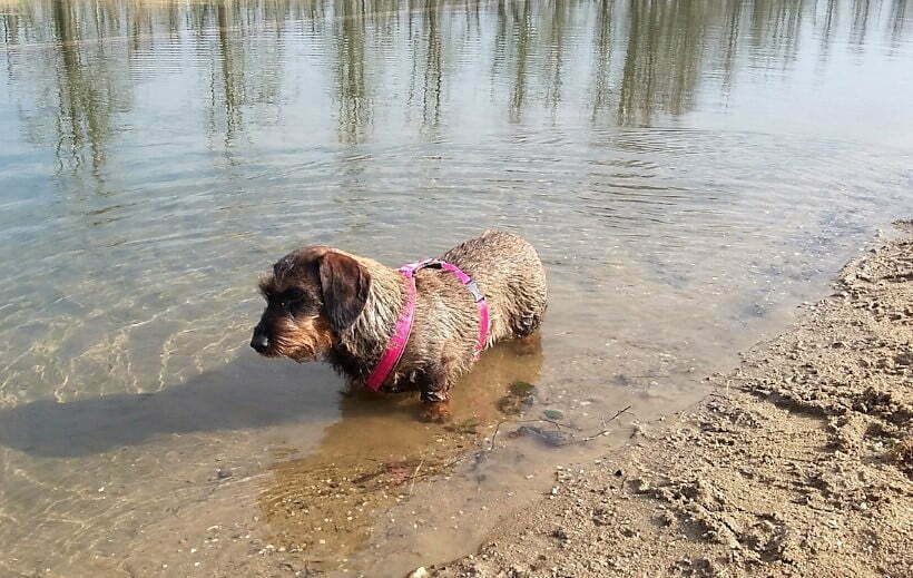 Hond staat in het water