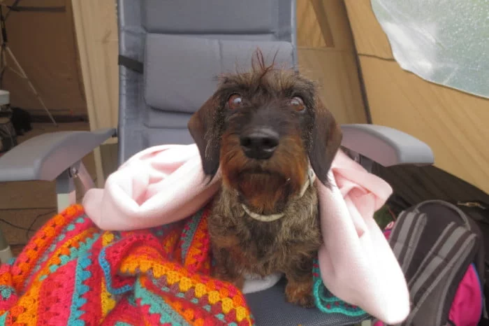 Hond in Frankruik uit de zon