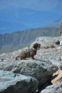 Hond zit op een rotsblok in de bergen