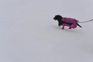 Teckel in de sneeuw