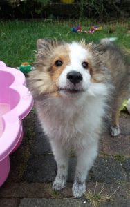 Sheltiepup blaft