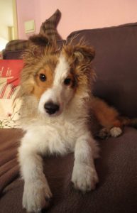 Sheltiepup krijgt keuzes zoals rustig liggen