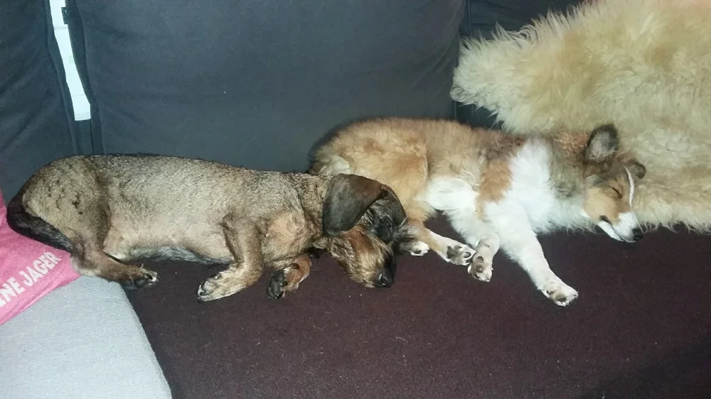 Teckel en Sheltiepup liggen naast elkaar op de bank
