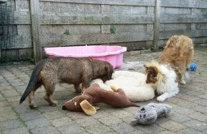 Teckel en Sheltiepup zijn samen aan het spelen