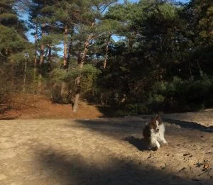 Sheltie aan het rennen in het Panbos