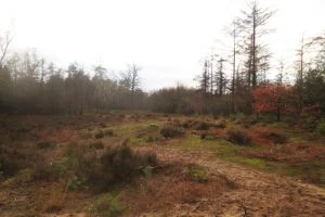 Het bos bij de Pyramide van Austerlitz