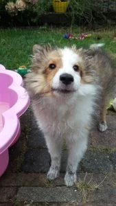 Blaffende Sheltiepup