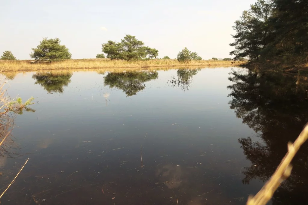 Water in natuurgebied De Plateaux - Hageven