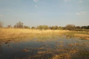 Wandelen met de hond in natuurgebied de Plateaux - Hageven