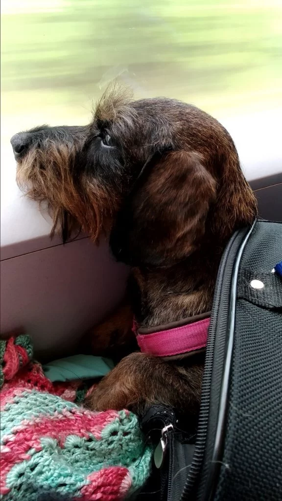 Teckel in de trein naar Oostenrijk