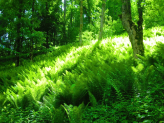 Varens in Oostenrijk