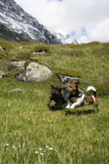 Honden op vakantie in Oostenrijk