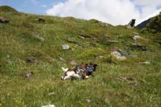 Honden rennen bij de Hintersee in Oostenrijk