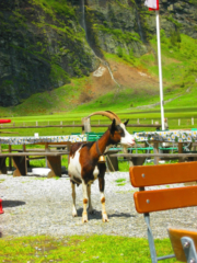 Geit op een terras bij de Hintersee