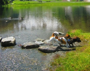 Honden op vakantie in Oostenrijk