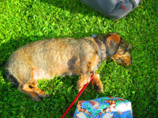 Hond slaapt na de wandeling