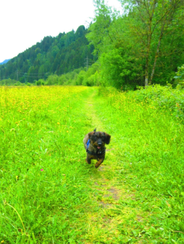 Blije hond op vakantie in Oostenrijk