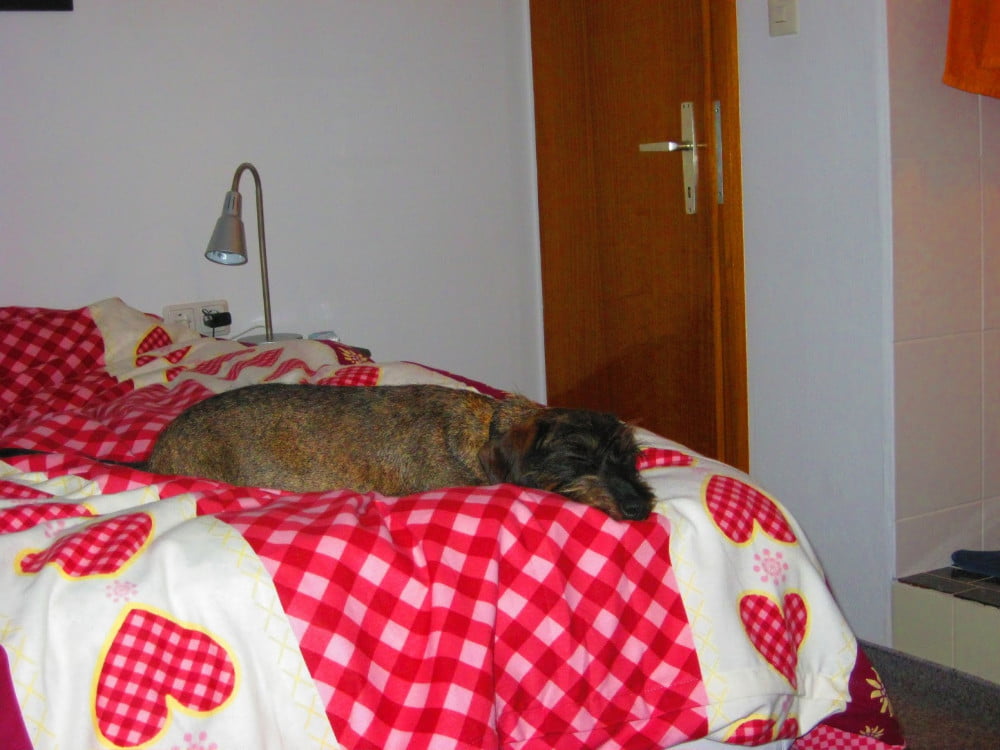 Hond slaapt in Oostenrijk