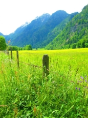 Alpenweiden in Oostenrijk
