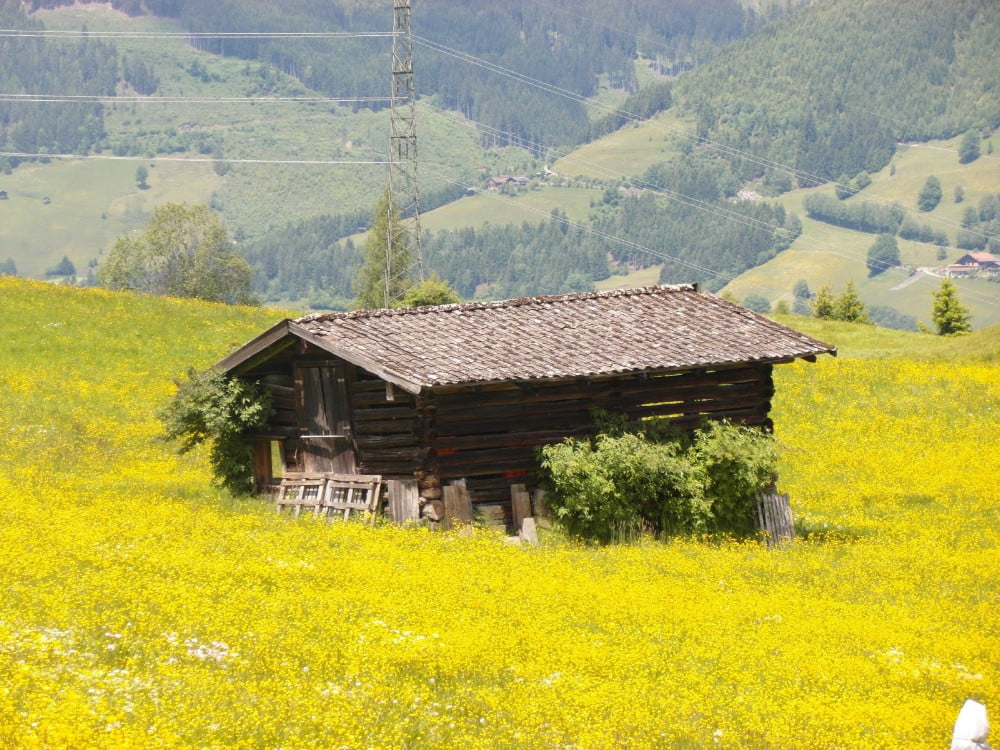 Alpenweiden in Oostenrijk