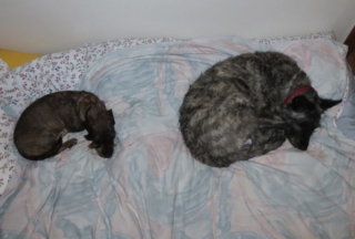 Doortje en Amie Slapende honden in Oostenrijk