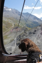 Hond zit in de gondel naar grote hoogte