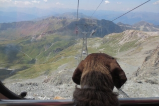 Hond in de gondel