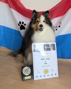 Sheltie met het diploma en de medaille van Dog University