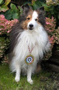 Sheltie met behaalde medaille van Dog University