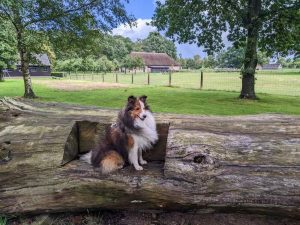 Sheltie zit op een boomstam