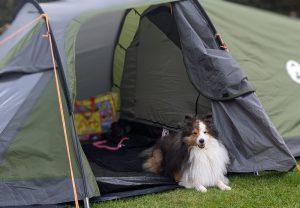 Sheltie ligt in een tent