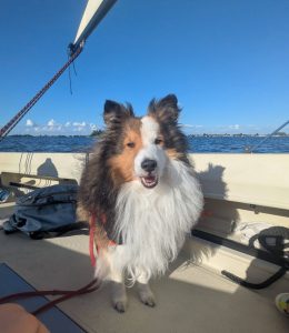 Sheltie op een zeilboot