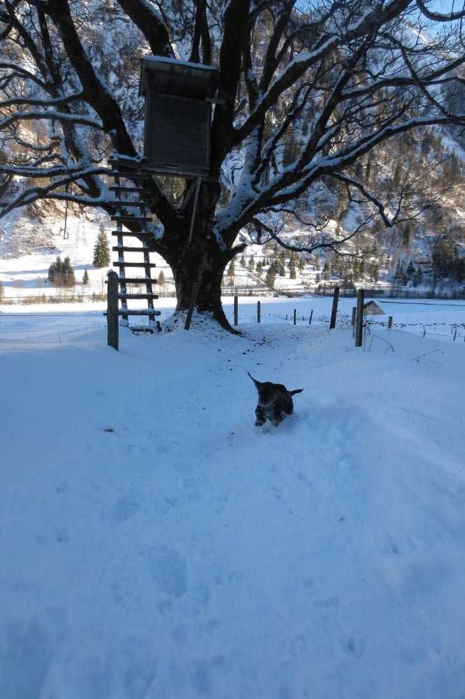 Blije hond in de sneeuw