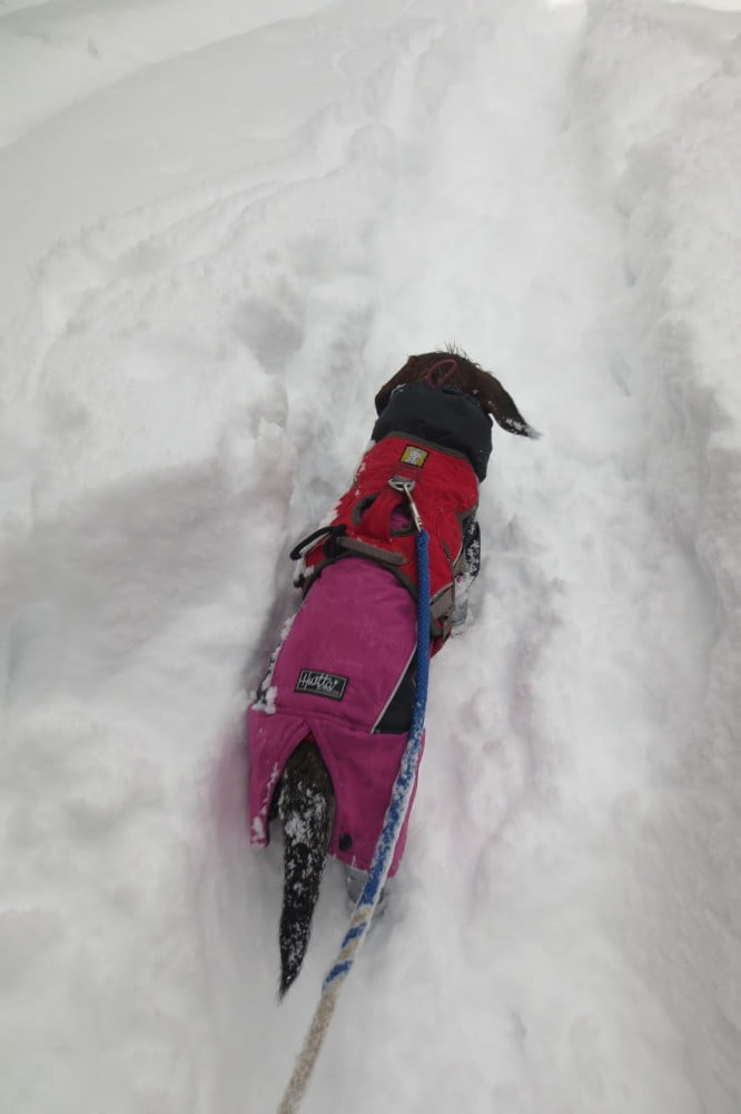 Hondje wandelt in de diepe sneeuw