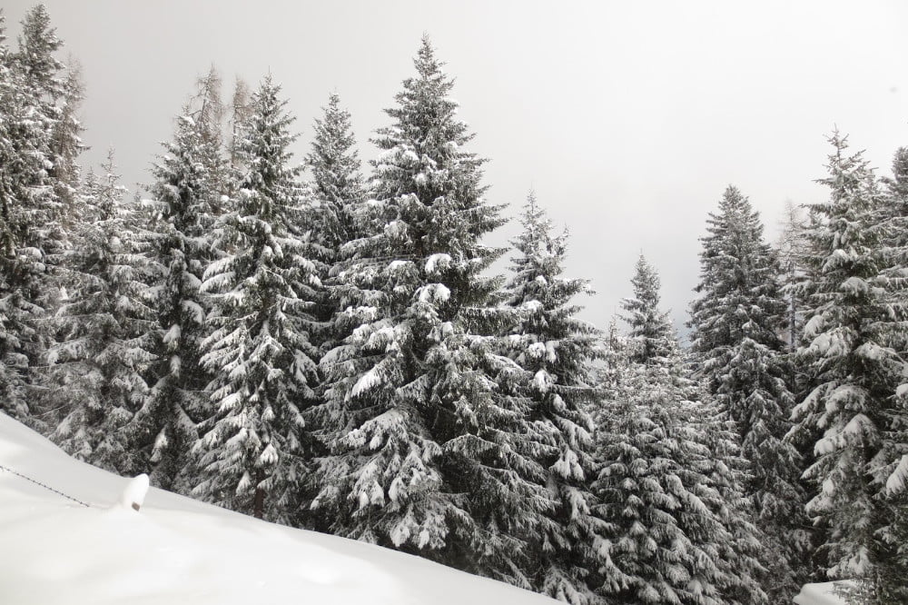 Sneeuw op de bomen in Oostenrijk