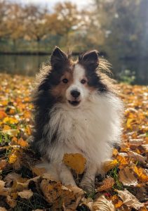 Sheltie tussen de herfstbladeren