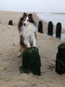Sheltie op het strand