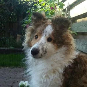 Sheltiepuber Filou op puber-log