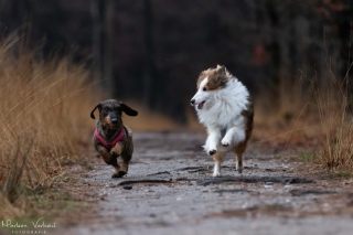 Foto: Marleen Verheul Fotografie Teckel en Sheltie in het bos aan het rennen