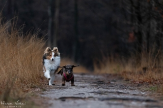 Foto: Marleen Verheul Fotografie Sheltie en teckel rennen samen in het bos