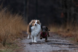 Foto: Marleen Verheul Fotografie Sheltie en teckel rennen samen in het bos