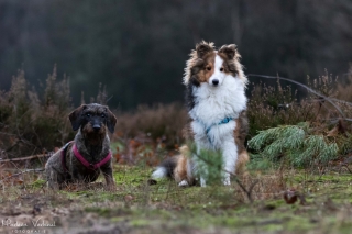 Foto: Marleen Verheul Fotografie Sheltie en teckel poseren samen in het bos