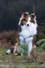 Foto: Marleen Verheul Fotografie Jonge Sheltie poseert in het bos
