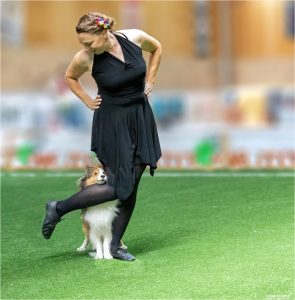 Sheltie doet met eigenaar aan de dogdance hondensport