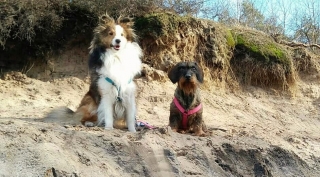 Teckel en Sheltie poseren tijdens een wandeling in Lage Vuursche