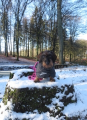 Veluwezoom-Posbank Teckel zit op boomstam bij de Veluwezoom-Posbank