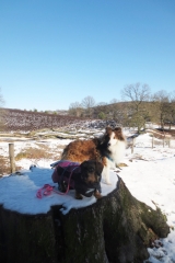 Veluwezoom-Posbank Twee honden zitten op boomstam in natuurgebied Natuurgebied Veluwezoom-Posbank