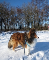 Veluwezoom-Posbank Sheltie in de sneeuw