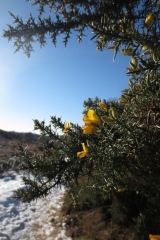 Veluwezoom-Posbank Sneeuw en bloemetjes in natuurgebied Veluwezoom-Posbank